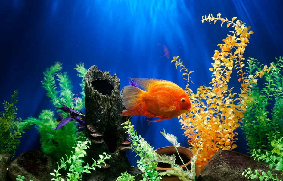 Reverse osmosis for aquariums: Do you need it?